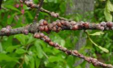 Păduchele ţestos al prunului Păduchele ţestos al prunului